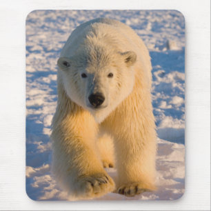 polar bear, Ursus maritimus, polar bear on ice Mouse Pad
