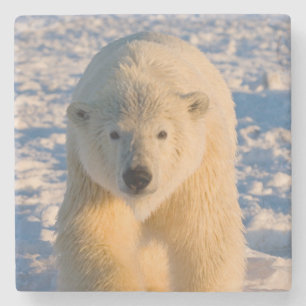 polar bear, Ursus maritimus, polar bear on ice Stone Coaster