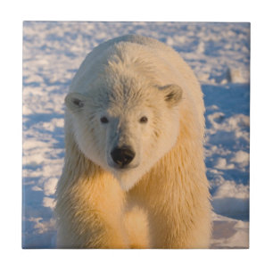 polar bear, Ursus maritimus, polar bear on ice Tile