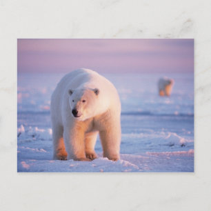 polar bear, Ursus maritimus Postcard