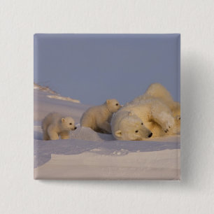 polar bear, Ursus maritimus, sow playing 2 Inch Square Button