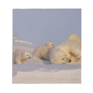 polar bear, Ursus maritimus, sow playing Notepad