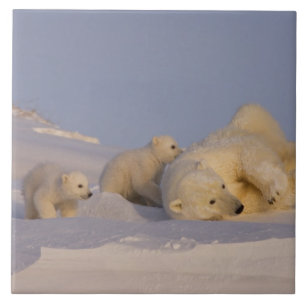 polar bear, Ursus maritimus, sow playing Tile