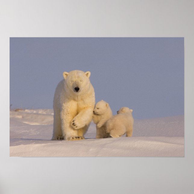 polar bear, Ursus maritimus, sow with newborn 3 Poster (Front)