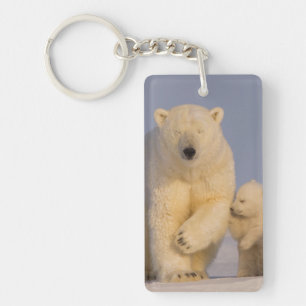 polar bear, Ursus maritimus, sow with newborn Keychain