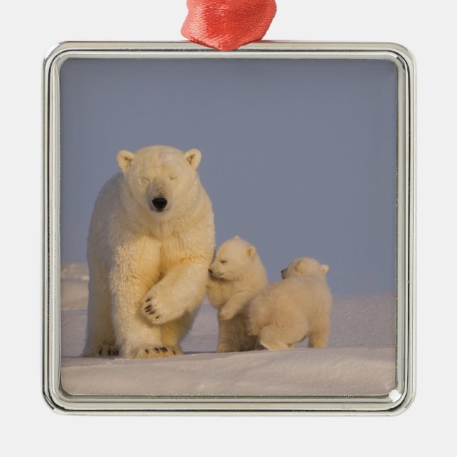polar bear, Ursus maritimus, sow with newborn Metal Ornament (Front)