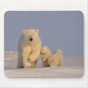polar bear, Ursus maritimus, sow with newborn Mouse Pad