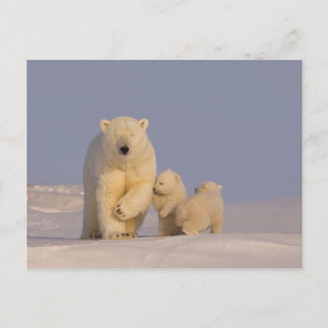 polar bear, Ursus maritimus, sow with newborn Postcard (Front)
