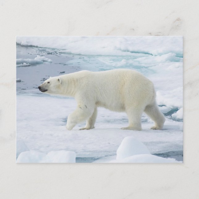 Polar bear walking, Norway Postcard (Front)