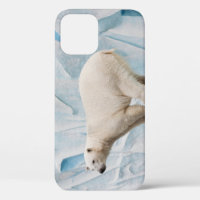 Polar Bear: Zoo Habitat Glimpse