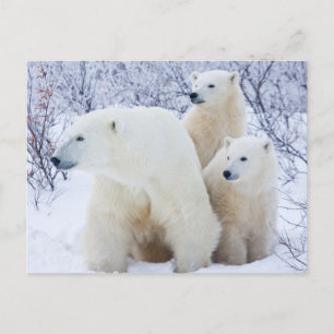 Polar Bears and Two cubs Postcard