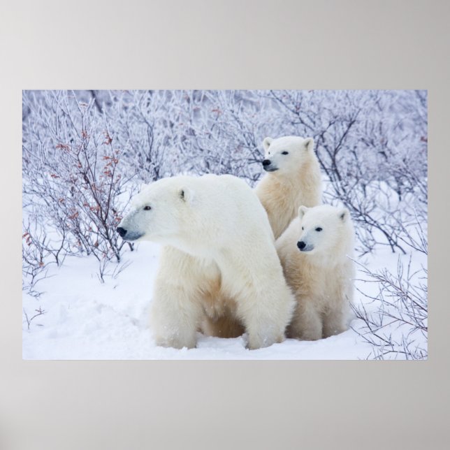Polar Bears and Two cubs Poster (Front)