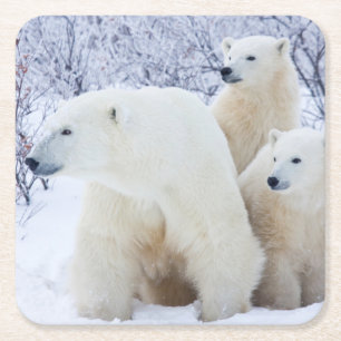 Polar Bears and Two cubs Square Paper Coaster