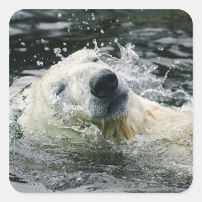 Polar Bear's Aqua Aura Square Sticker (Front)