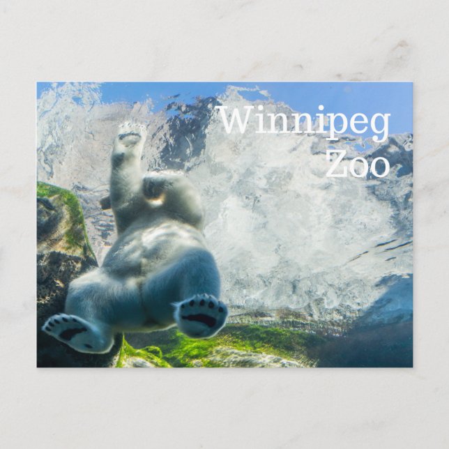 Polar Bears at the Winnipeg Zoo Holiday Postcard (Front)