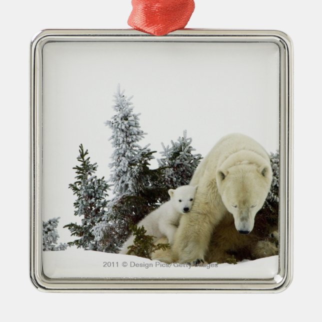 Polar Bears At Wapusk National Park Metal Ornament (Front)