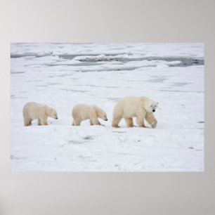 Polar Bears female and Two cubs 2 Poster