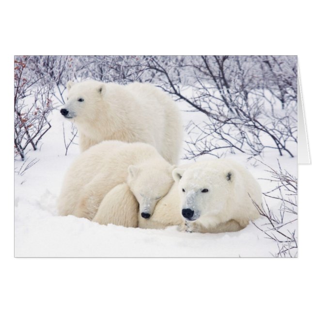 Polar Bears female and Two cubs 3 (Front Horizontal)