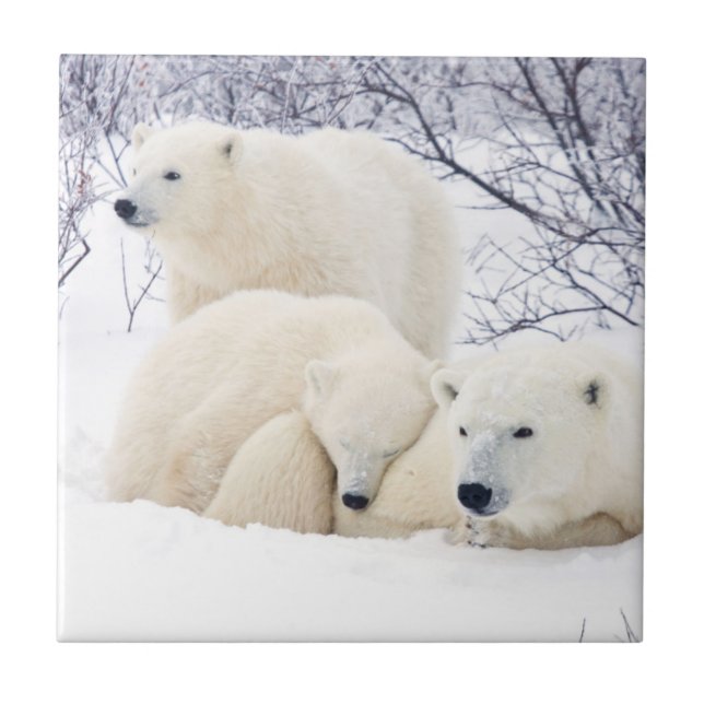Polar Bears female and Two cubs 3 Tile (Front)