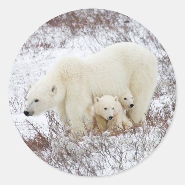 Polar Bears female and Two cubs Classic Round Sticker (Front)
