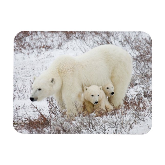 Polar Bears female and Two cubs Magnet (Horizontal)
