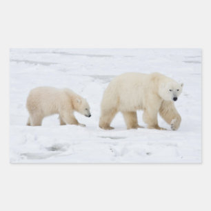 Polar Bears female and Two cubs Sticker