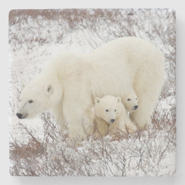 Polar Bears female and Two cubs Stone Coaster (Front)