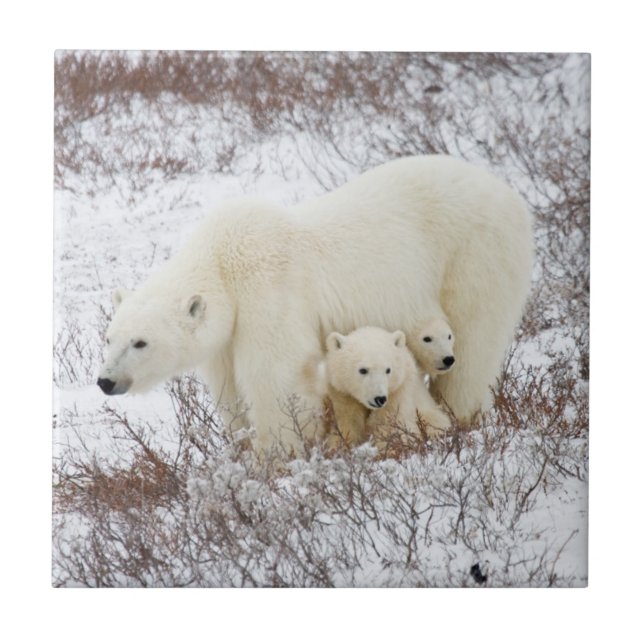 Polar Bears female and Two cubs Tile (Front)