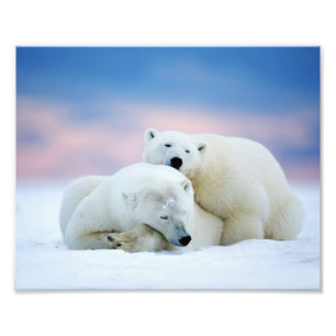 Polar Bears Photo Print