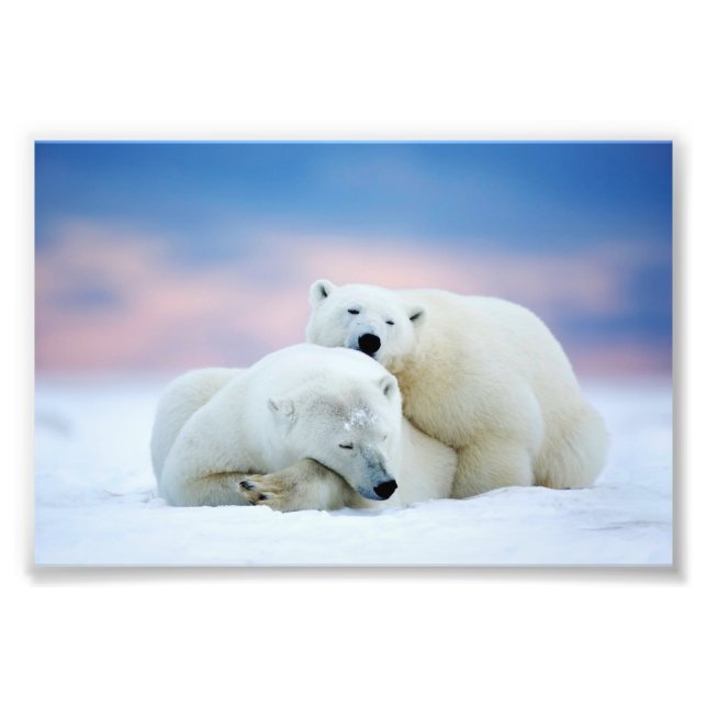 Polar Bears Photo Print (Front)