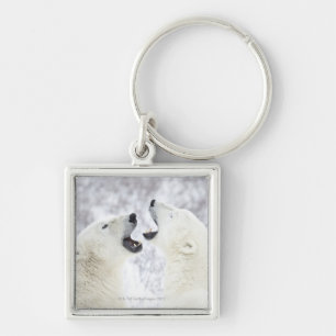 Polar Bears playing in the snow Keychain
