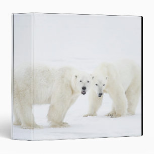 Polar Bears standing on snow after playing 2 Binder