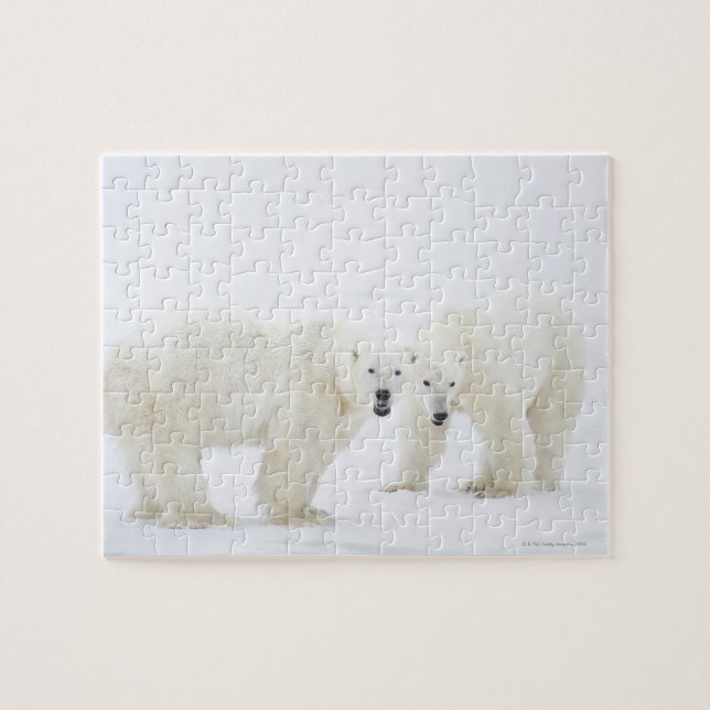 Polar Bears standing on snow after playing 2 Jigsaw Puzzle (Horizontal)