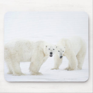 Polar Bears standing on snow after playing 2 Mouse Pad