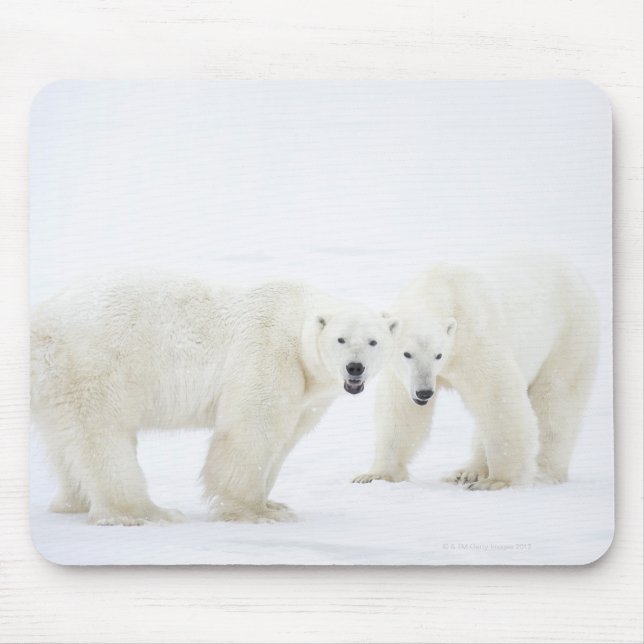 Polar Bears standing on snow after playing 2 Mouse Pad (Front)
