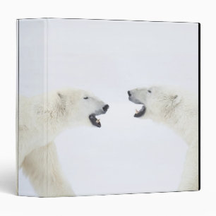 Polar Bears standing on snow after playing Binder