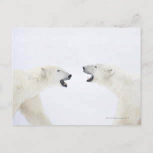 Polar Bears standing on snow after playing Postcard