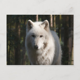 Polar Wolf Postcard