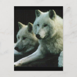 Polar Wolf Postcard