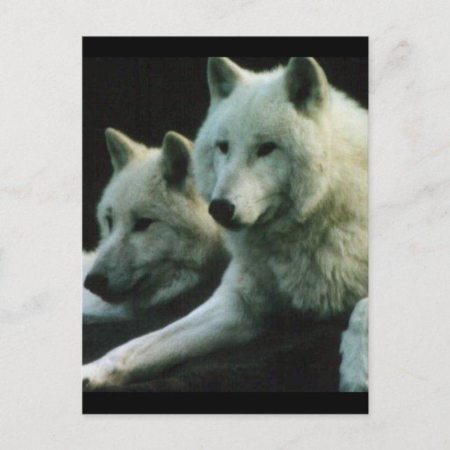 Polar Wolf Postcard (Front)