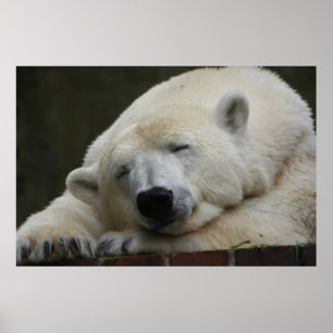 Polarbear 001 poster