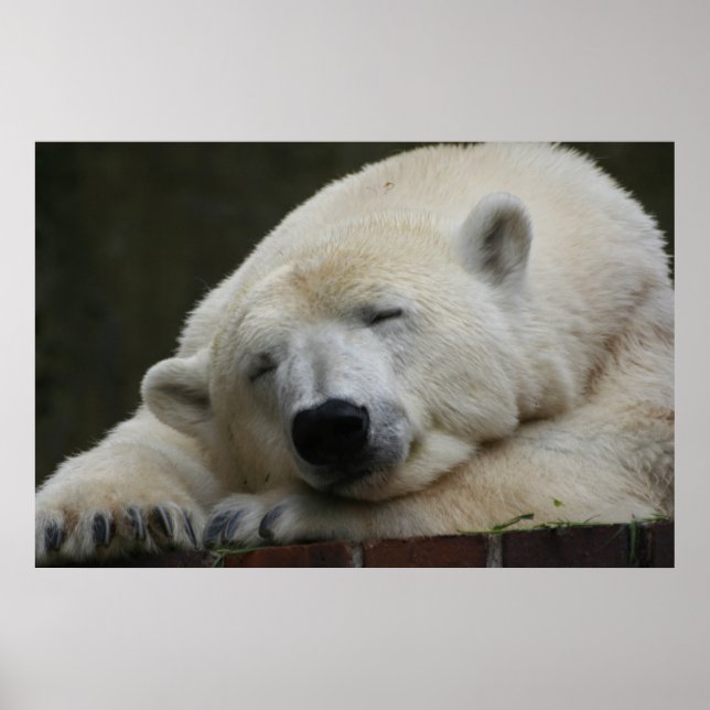 Polarbear 001 poster (Front)