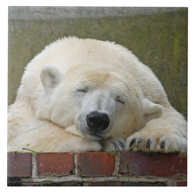 PolarBear 001 Tile (Front)
