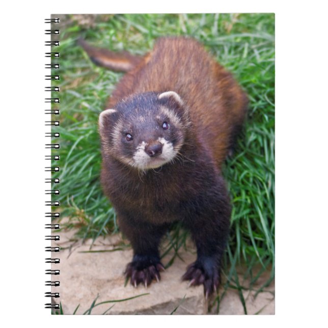 Polecat Notebook (Front)