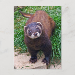 Polecat Postcard