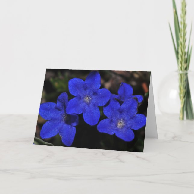 Polemonium Greeting Card (Front)