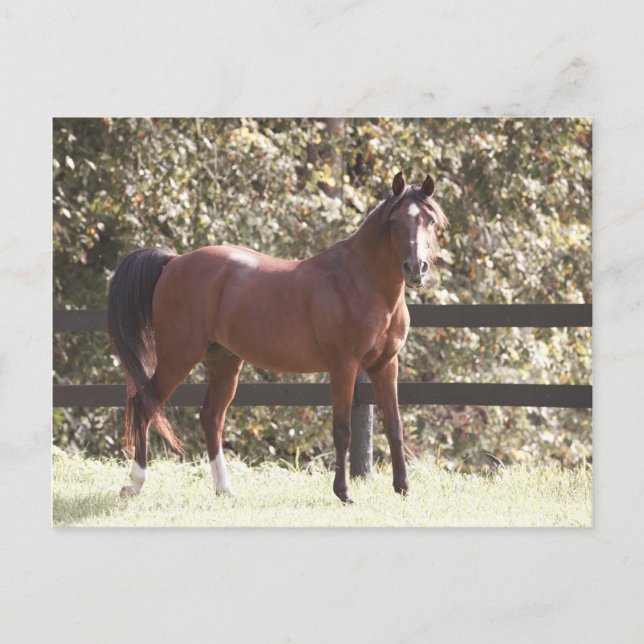Polish Arabian Horse Postcard (Front)