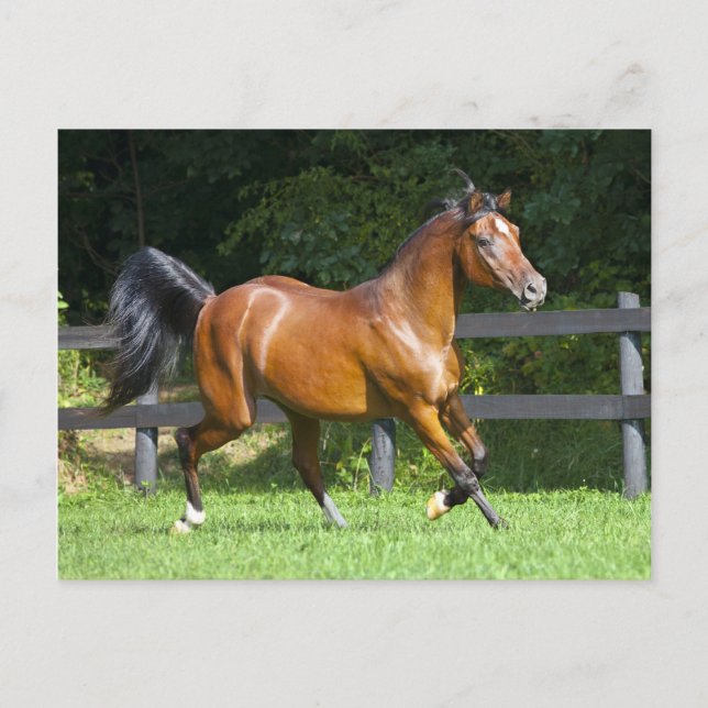 Polish Arabian Horse Trotting Postcard (Front)