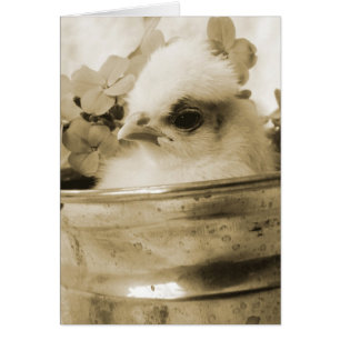 Polish Chick in Sepia