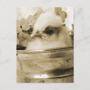 Polish Chick in Sepia Postcard